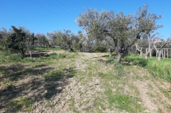 VENDESI TERRENO AGRICOLO DI 6.500 MQ IN C.DA CODALFA