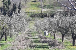 VENDESI 9.700 MQ DI TERRENO AGRICOLO VENDESI 9.700 MQ DI TERRENO AGRICOLO