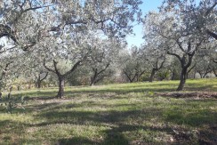 VENDESI TERRENO AGRICOLO DI 8.700 MQ CON RUSTICO VENDESI TERRENO AGRICOLO DI 8.700 MQ CON RUSTICO