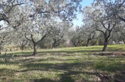 VENDESI TERRENO AGRICOLO DI 8.700 MQ CON RUSTICO